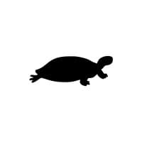 Black Turtle