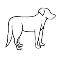 Black Dog Affairs