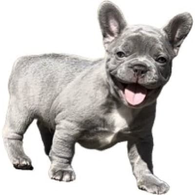 BlueCairo Frenchies