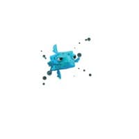 BOXFISH