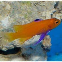 De Jong Marinelife