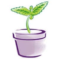 Doc Green's Healing Collective