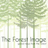 The Forest Image