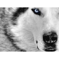 Gray Wolf Solutions, LLC