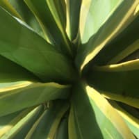 green/house