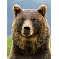 Griz Global Solutions, LLC