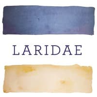 Laridae