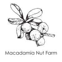 Macadamia Nut Farm