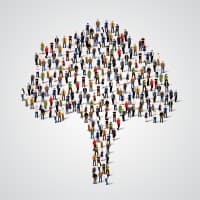 Olive Tree International Search