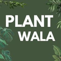 Plant Wala bd