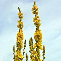 The Mullein House