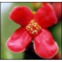 Tours & Travel Network