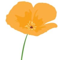 Wild Poppy Company
